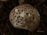 Amanita atkinsoniana image