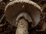 Amanita atkinsoniana image