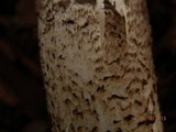 Amanita atkinsoniana image