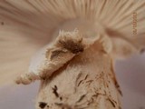 Amanita atkinsoniana image