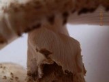 Amanita atkinsoniana image