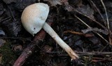 Cystolepiota hetieri image