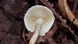 Cystolepiota hetieri image