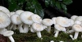 Pleurotus pulmonarius image