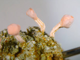 Dibaeis baeomyces image