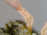 Dibaeis baeomyces image