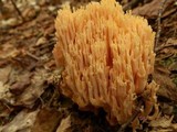 Ramaria formosa image
