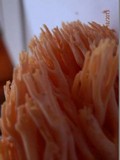 Ramaria formosa image