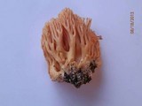 Ramaria formosa image