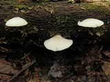 Crepidotus epibryus image
