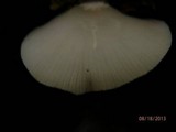 Crepidotus epibryus image