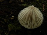 Crepidotus epibryus image