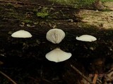 Crepidotus epibryus image