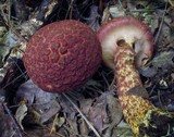 Suillus spraguei image