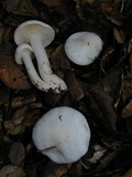 Hygrophorus eburneus image