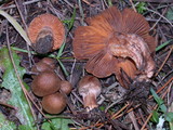Inocybe cinnamomea image