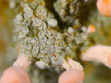 Dibaeis baeomyces image