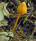 Entoloma quadratum image