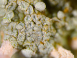Dibaeis baeomyces image