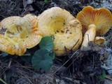 Lactarius thyinos image