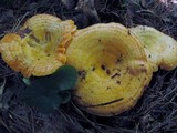 Lactarius thyinos image