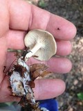 Clitocybe odora var. odora image