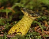 Hypomyces luteovirens image