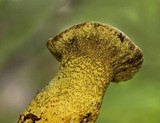 Hypomyces luteovirens image