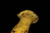 Hypomyces luteovirens image