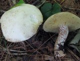 Suillus placidus image