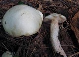Suillus placidus image