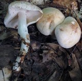 Rhodocollybia maculata image