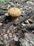 Calvatia craniiformis image