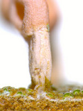 Dibaeis baeomyces image