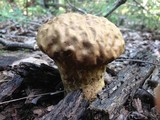 Calvatia craniiformis image