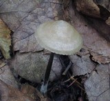 Entoloma conicum image