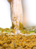 Dibaeis baeomyces image