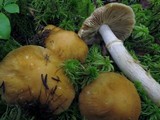 Cortinarius caperatus image