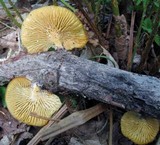 Neofavolus suavissimus image