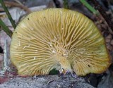Neofavolus suavissimus image