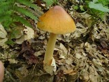 Amanita battarrae image