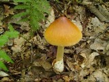 Amanita battarrae image