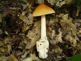 Amanita battarrae image