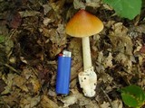 Amanita battarrae image