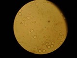 Amanita battarrae image