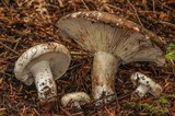 Russula dissimulans image