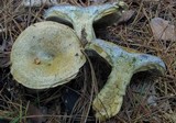 Lactarius chelidonium image