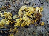 Spathulariopsis velutipes image
