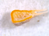 Dibaeis baeomyces image