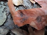 Rhytisma punctatum image